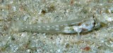 Gnatholepis cauerensis Cauer eye-bar goby New Caledonia