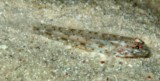 Istigobius rigilius Brown-speckled sand-goby Juvenile New Caledonia fish