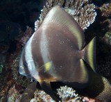 Platax orbicularis Rundkopf-Fledermausfisch