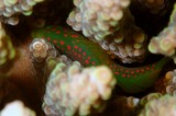 Gobiodon erythrospilus Red-spotted coralgoby New Caledonia