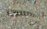 Gnatholepis cauerensis Slender weeper New Caledonia