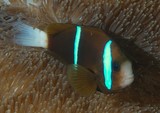 Amphiprion akindynos Barrier reef anemonefish New Caledonia biodiversity marine fauna