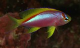 Pseudanthias ventralis femelle poisson longue nageoire couleur incroyable