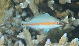 Hipposcarus longiceps juvenile Pacific longnose parrotfish New Caledonia