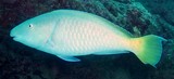 Hipposcarus longiceps Long-nosed parrotfish New Caledonia inhabits sand and rubble areas around shallow lagoon reefs