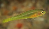 Trimma gigantum New Caledonia yellow pigmyfish