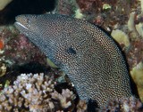 Gymnothorax meleagris turkey moray eel Muraenidae New Caledonia Coral Sea underwater picture photographer