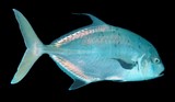 Carangichthys dinema Mi-neul-jeon-gaeng-i Itohira-aji イトヒラアジ ニューカレドニア