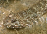 Macrodontogobius wilburi Gobie à grandes dents Nouvelle-Calédonie poisson du lagon