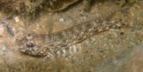 Macrodontogobius wilburi 威氏壮牙鰕虎鱼 新喀里多尼亞