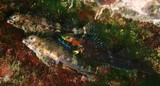 Helcogramma trigloides Scarf triplefin New Caledonia male and female