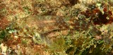 Helcogramma trigloides Scarf triplefin Tripterygiidae female New Caledonia​ 