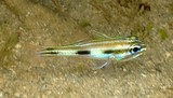 Ostorhinchus novemfasciatus Apogon à neuf lignes Nouvelle-Calédonie poisson du lagon