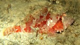 Iracundus signifer Decoy scorpionfish New Caledonia scorpionfish
