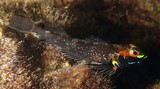 Helcogramma trigloides Scarf triplefin New Caledonia male 