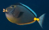Naso lituratus nason à éperons jaune poisson de Nouvelle-Calédonie