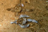 Eurypegasus draconis Poisson-pégase Nouvelle-Calédonie poisson de sable