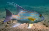 Symphorus nematophorus Chinaman fish New Caledonia large greyish-brown to reddish tropical snapper with a steep snout profile