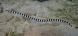 Leiuranus semicinctus Anguille-serpent à Selles Nouvelle-Calédonie plongée Ouémo