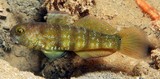 Amblygobius sphynx Gobie sphynx Nouvelle-Calédonie poisson sable lagon