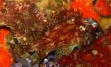 Sebastapistes tinkhami Tinkham's scorpionfish New Caledonia Islands