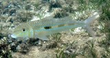 Mulloidichthys flavolineatus Capucin à bande jaune Nouvelle-Calédonie plongée lagon