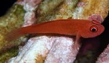 Trimma benjamini Redface dwarf goby New Caledonia Prony dive site