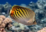 Chaetodon pelewensis Diagonalstreifen falterfisch Neukaledonien