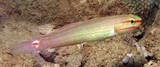 Amblygobius decussatus Pink-lined goby Gobiidae Gobiinae Bleeker description fish New Caledonian lagoon aquarium