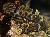 Histrio histrio 繡裸躄魚 新喀里多尼亞