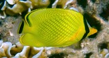 Chaetodon rafflesii Poisson-papillon quadrillé Nouvelle-Calédonie poisson jaune