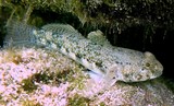 Bathygobius fuscus 深鰕虎魚 新喀里多尼亞