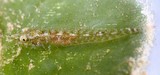 Pleurosicya bilobata 双叶腹瓢鰕虎鱼 新喀里多尼亞