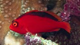 Neocirrhites armatus Brilliant red hawkfish New Caledonia Dumbea