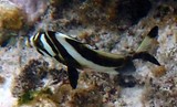 Goniistius francisi Blacktip morwong New Caledonia fish collection aquarium