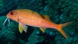 Mulloidichthys vanicolensis Akahimeji アカヒメジ ニューカレドニア