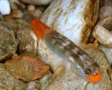 Lentipes kaaea Male nez rouge Poisson Nouvelle-Calédonie