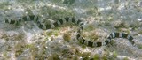 Myrichthys colubrinus Murène-serpent annelée Nouvelle-Calédonie