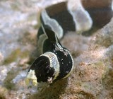 Myrichthys colubrinus Anguille-serpent annelée Nouvelle-Calédonie poisson récif