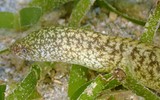 Gymnothorax richardsonii Anguille morel Nouvelle-Calédonie Plongée sous-marine Touho