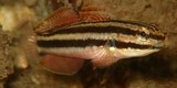 Amblygobius linki Link's goby New Caledonia fish
