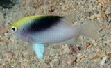 Chrysiptera rollandi Rolland's demoiselle New Caledonia aquarium fish