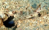 Tomiyamichthys oni Mottled shrimp-goby New Caledonia Tepava diving site