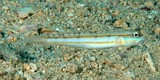 Valenciennea parva Dwarf glidergoby New Caledonia scuba diving underwater exploration