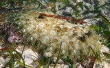 Bothus mancus Sole tropicale Juvénile Nouvelle-Calédonie