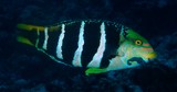 Hemigymnus fasciatus Tamarin à bandes noires Nouvelle-Calédonie plongée sous-marine