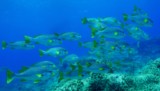 Plectorhinchus lineatus Lined blubber-lips lines on the back become oblique