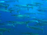 Sphyraena forsteri Ôme-kamasu オオメカマス ニューカレドニア
