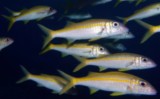 Mulloidichthys vanicolensis Yellowfin goatfish Goldstripe New Caledonia fish collection biodiversity