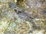 Andamia amphibius Amphibian lipsucker Nouvelle-Calédonie Poisson de Lifou